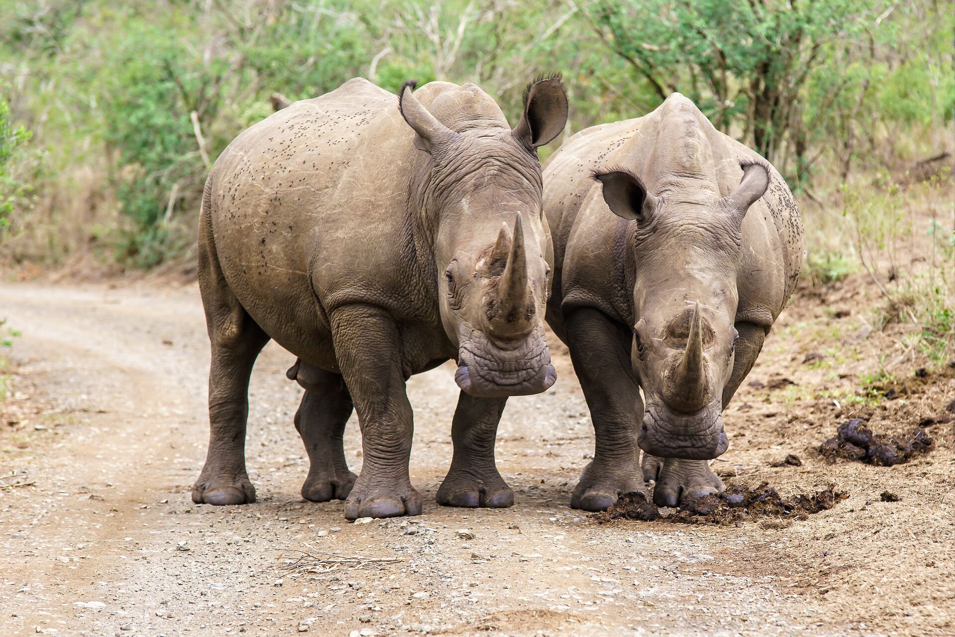Rhinos